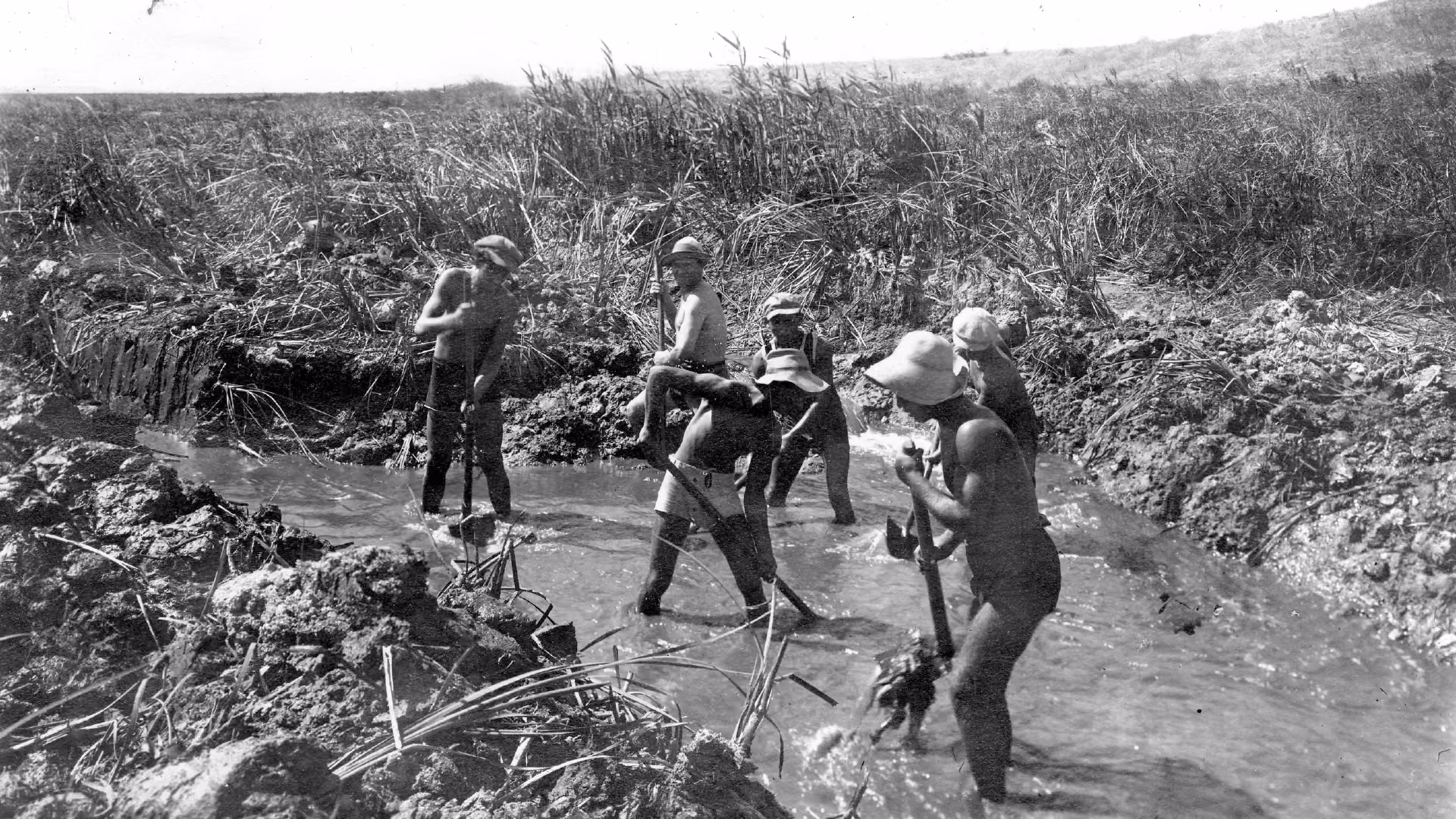 "פני השטח" — ייבוש החולה באוספי הספרייה