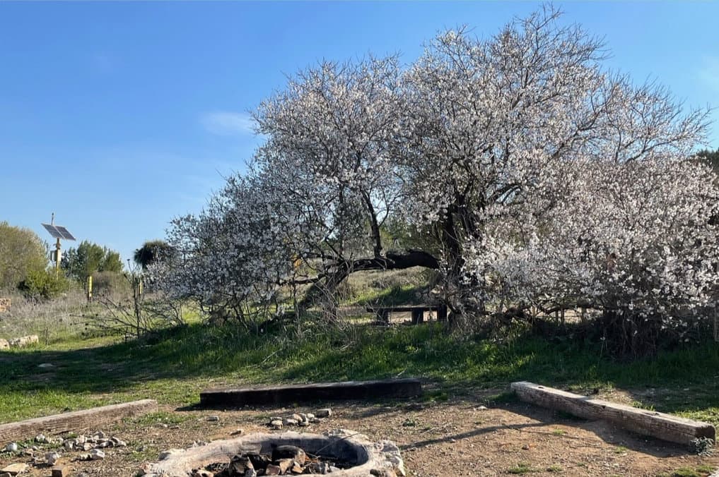 חגיגת טבע בח׳רבת ארזה — משחק לילדים וסיור לילה