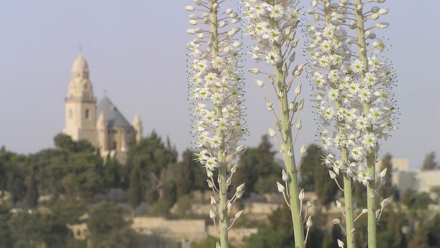 סיור מודרך בגבעת התנ"ך | לב האלון