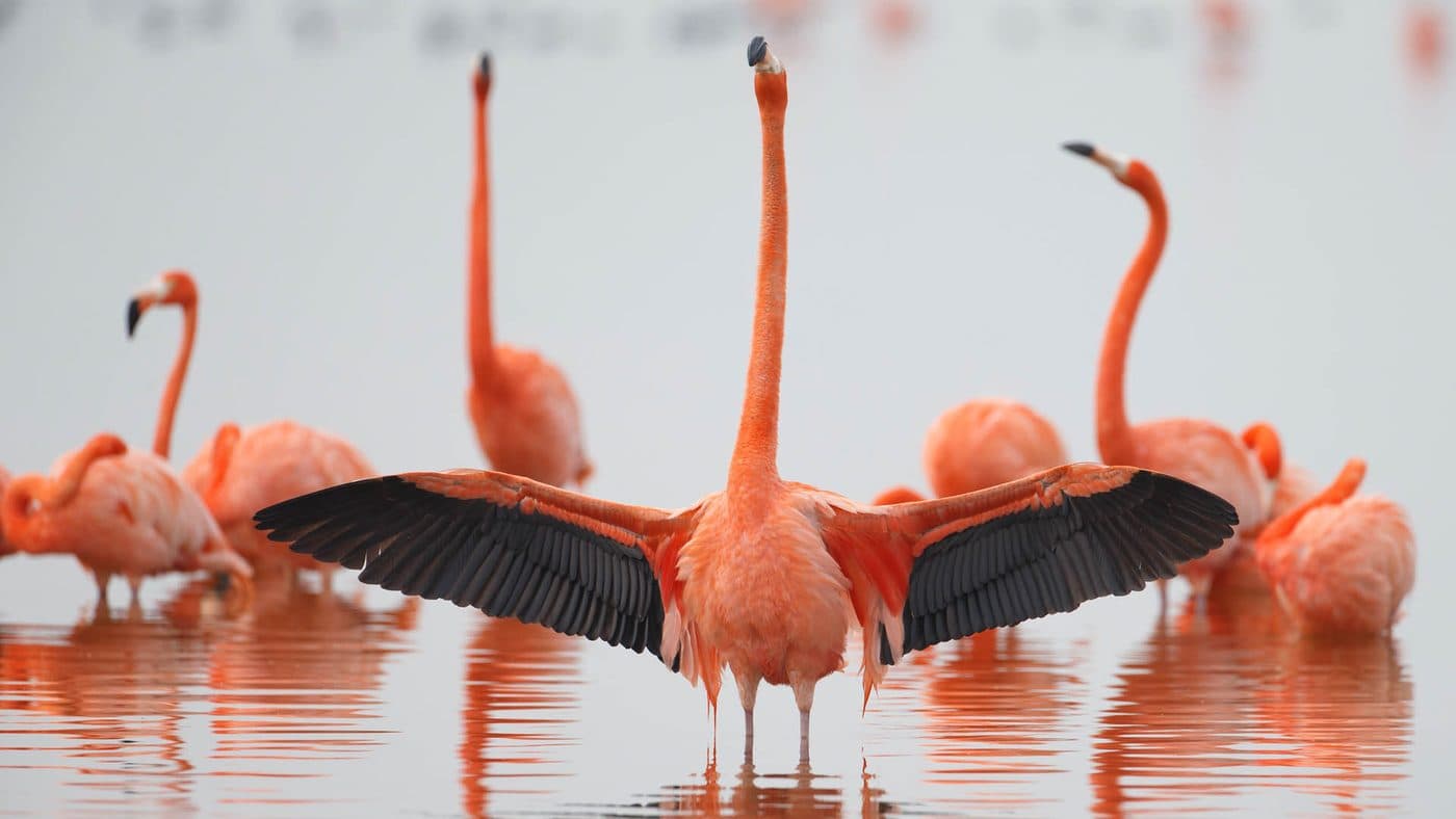 Flamingos: Life After the Meteorite