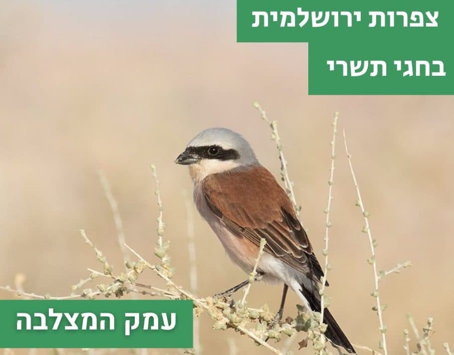 Jerusalem Birdwatching over the Tishrei Holidays