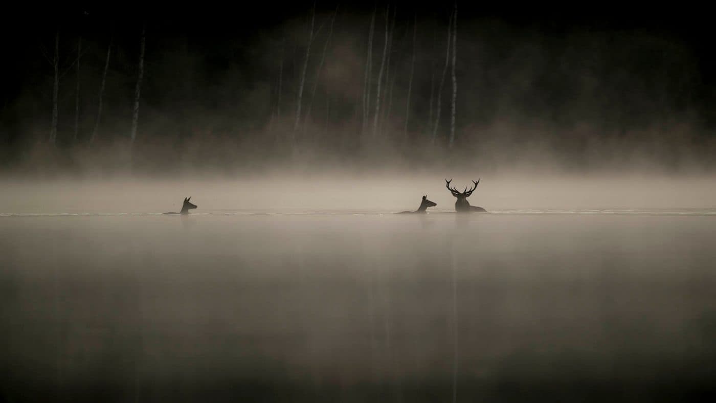 Whispers in the Forest
