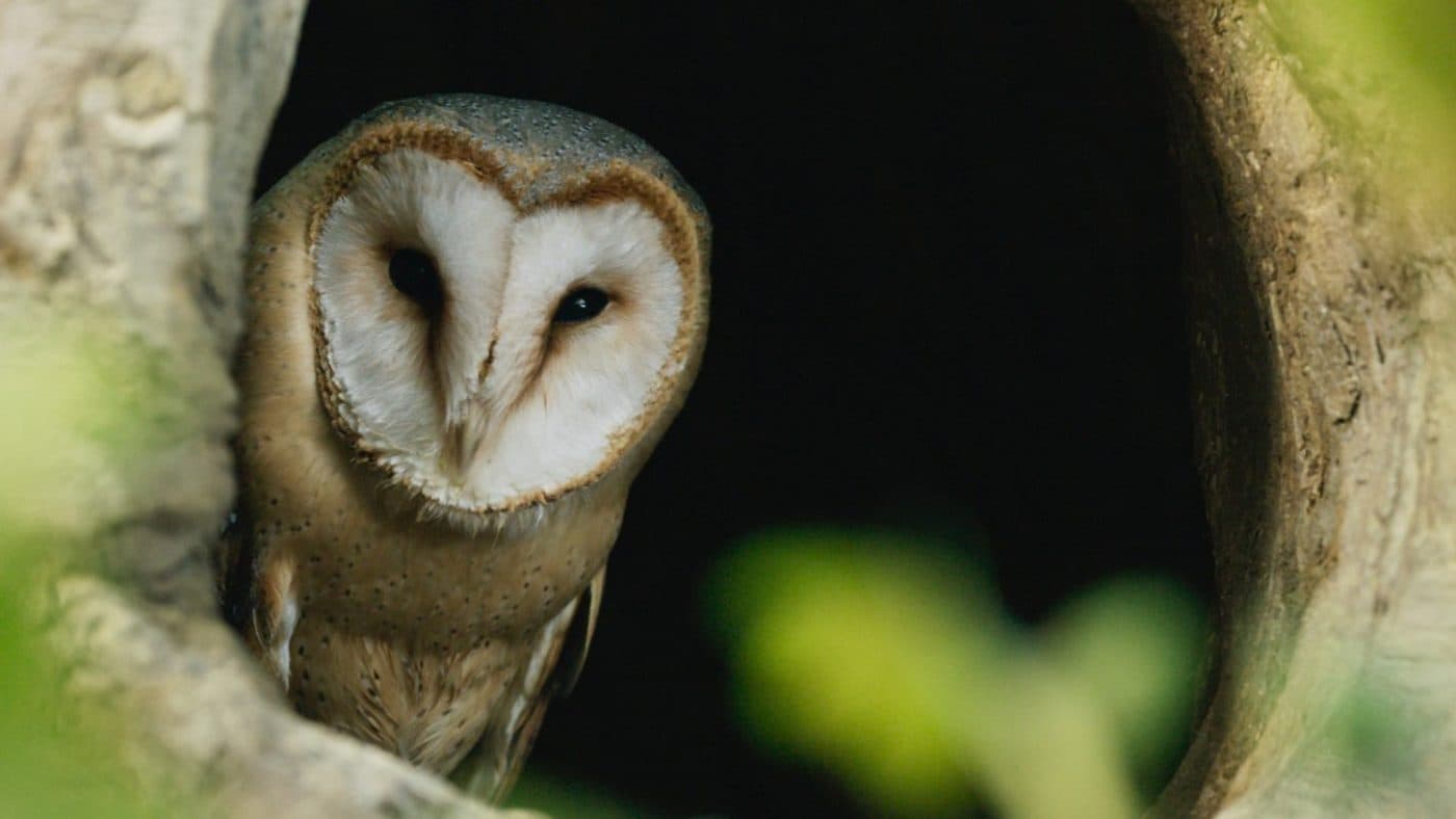 Bird Ringing Demonstration | Lev HaAlon at the Jerusalem Bird Observatory